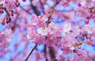 "Sakura"  on event date(April 1st)